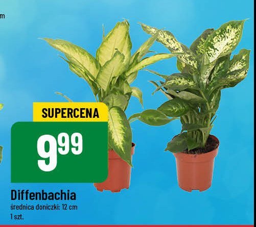 Diffenbachia 12 cm promocja