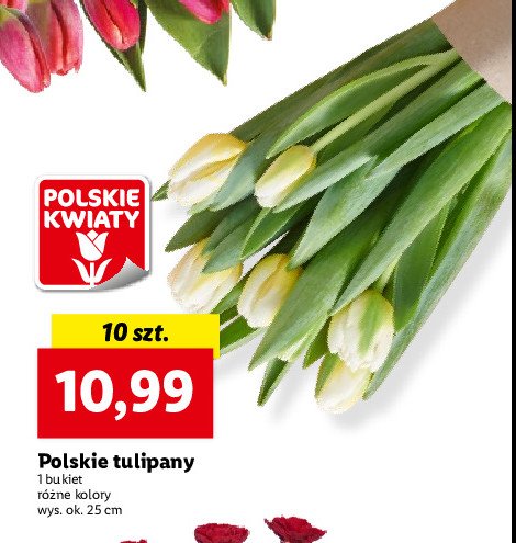 Tulipan promocja