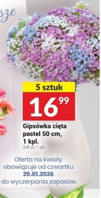 Gipsówka cięta pastel promocja w Twój Market