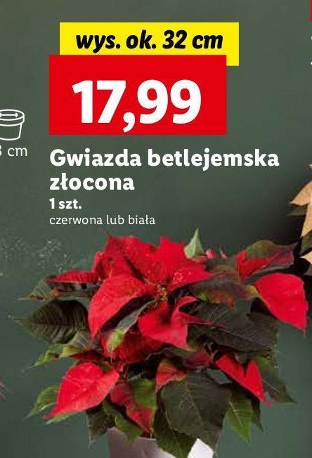 Gwiazda betlejemnska złocona 32 cm promocja