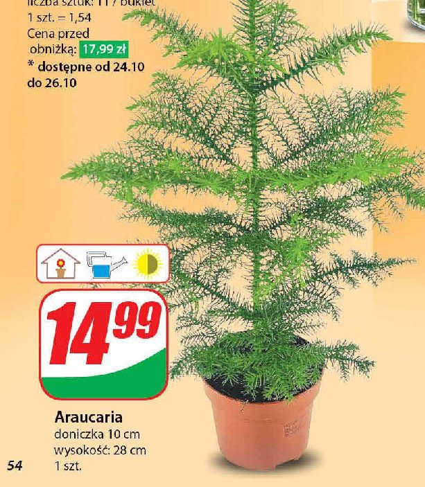 Araucaria promocja w Dino