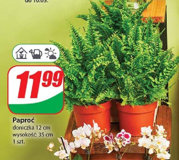 Paproć 30 cm doniczka 12 cm promocja w Dino
