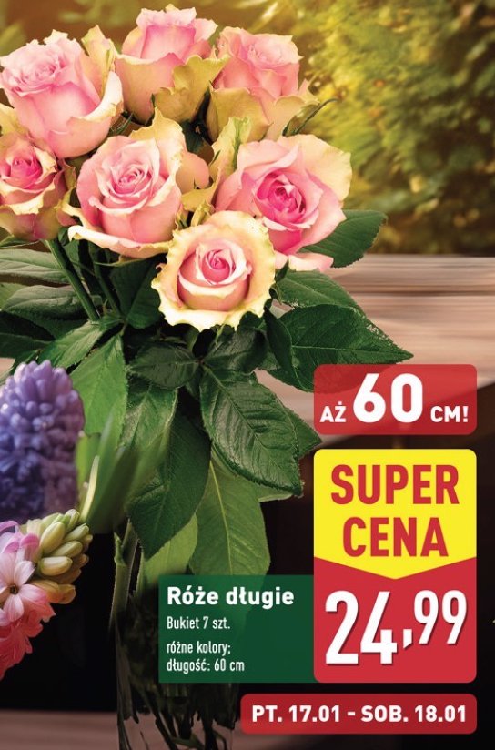 Róże 60 cm promocja