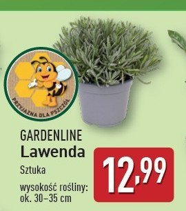 Lawenda 30-35 cm GARDEN LINE promocja