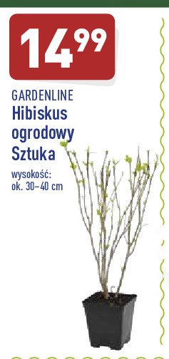 Hibiskus 30-40 cm GARDEN LINE promocje