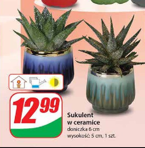 Sukulent w doniczce 6 cm promocja