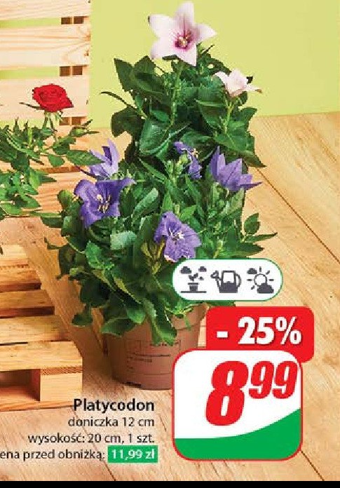 Platycodon don. 12 cm promocja w Dino