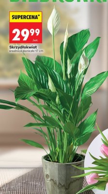 Roślina Skrzydłokwiat w doniczce promocja w Biedronka