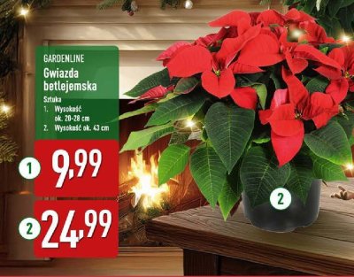 Gwiazda betlejemska promocja w Aldi