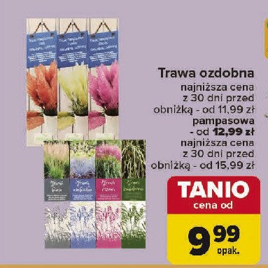 Trawa ozdobna promocja