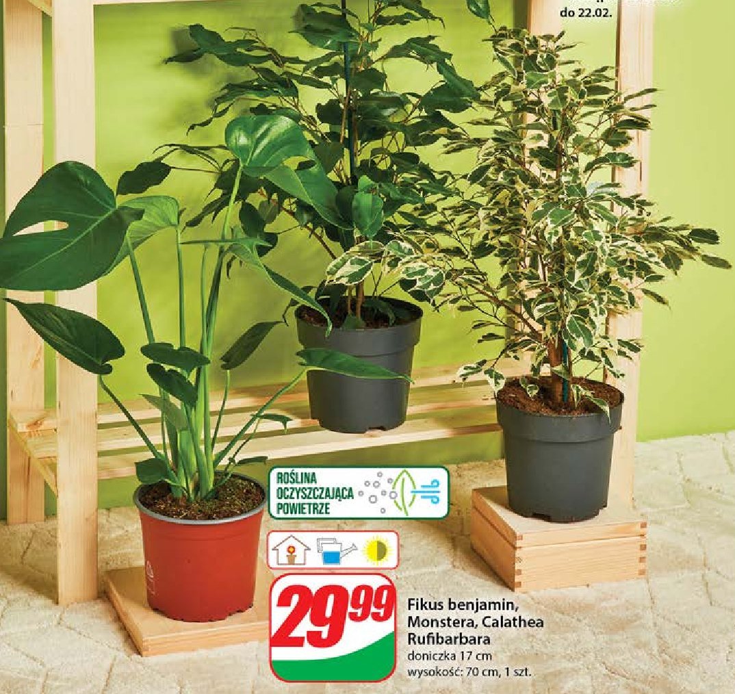 Monstera promocja