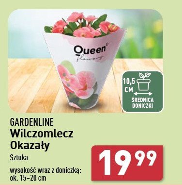 Wilczomlecz okazały don. 10.5 cm Queen (rośliny) promocja w Aldi