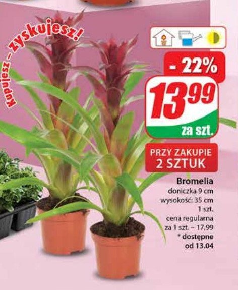 Bromelia 9 cm promocja