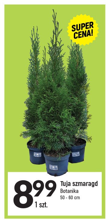 Tuja szmaragd 50-60 cm Botanika promocja