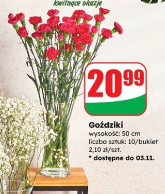 Goździki wysokość: 50 cm liczba sztuk: 10/bukiet promocja w Dino