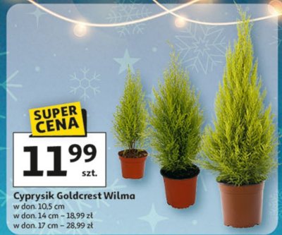 Cyprysik Goldcrest Wilma w don. 10.5 cm promocja w Auchan