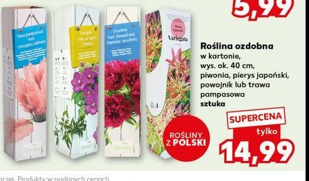 Powojnik wys. 40 cm promocja