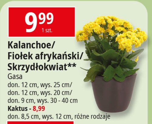 Fiołek afrykański 12 cm Gasa group promocja w Leclerc