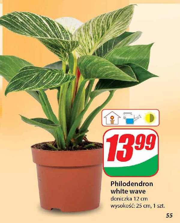 Philodendron white wave 12 cm promocja