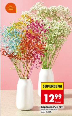 Gipsówka 5 szt.  promocja w Biedronka