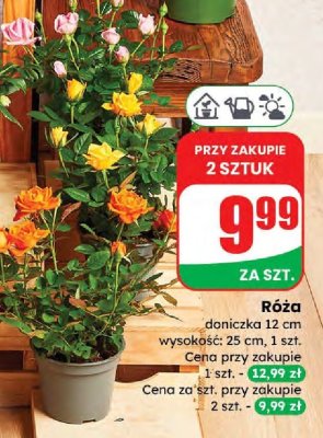 Róża różne kolory promocja w Dino