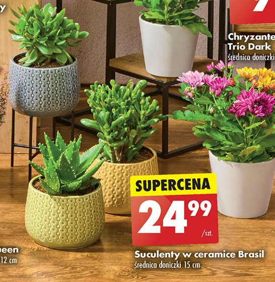 Sukulent w ceramice promocja