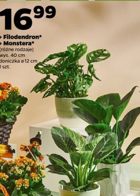 Filodendron promocja w Netto