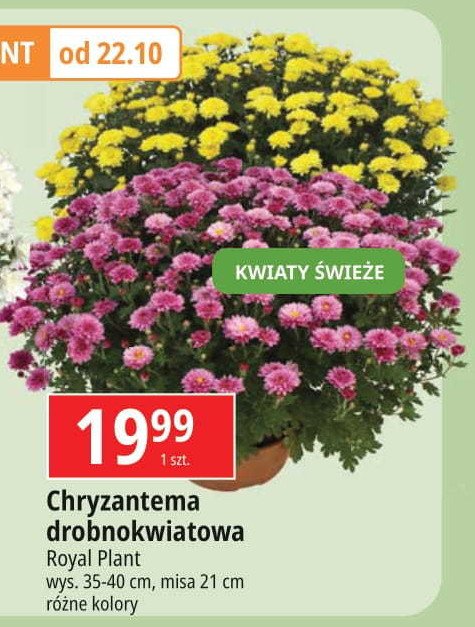 Chryzantema drobnokwiatowa 21 cm ROYAL PLANT promocja