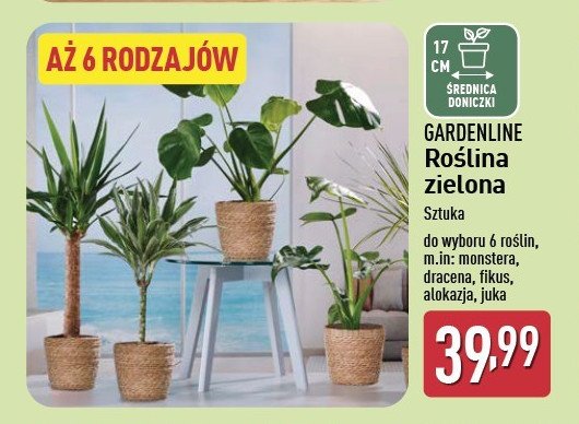 Fikus 17 cm GARDEN LINE promocja