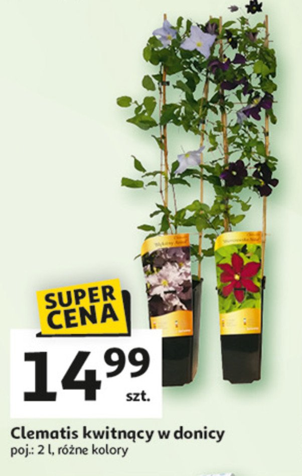 Clematis promocja w Auchan