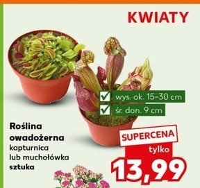 Muchołówka promocja