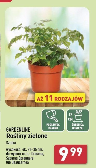 Szparag sprengera GARDEN LINE promocja w Aldi