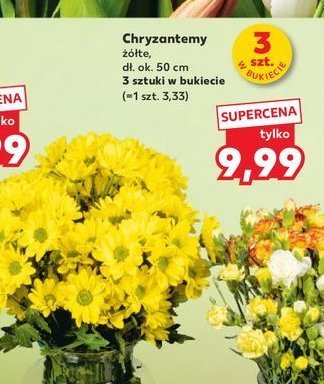 Chryzantema promocja