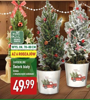 Świerk biały promocja w Aldi