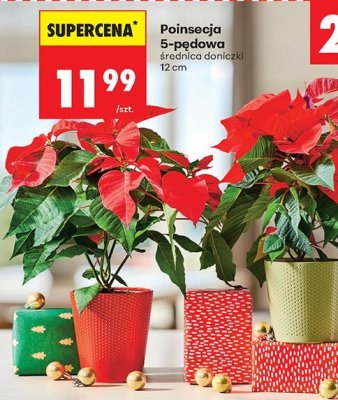Poinsecja 5-pędowa 12 cm promocja w Biedronka