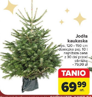 Jodła kaukaska w donicy wys. 120-150 cm promocja