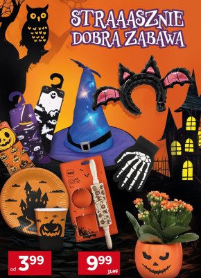 Kwiat doniczkowy Kalanchoe Halloween promocja w Stokrotka