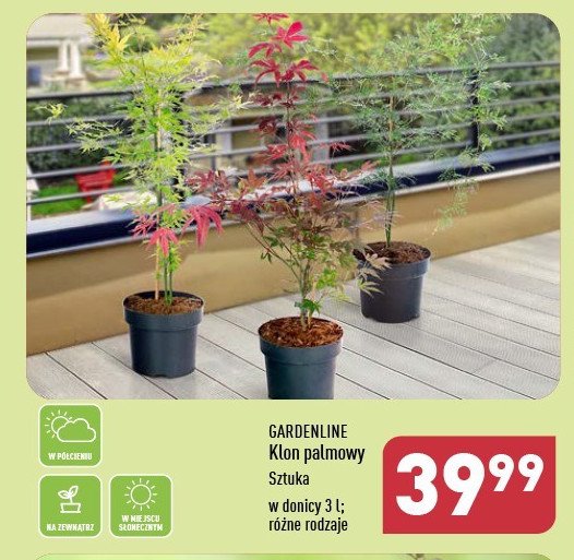 Klon palmowy 3 l GARDEN LINE promocja