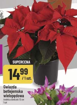 Gwiazda betlejemska wielopędowa promocja w POLOmarket