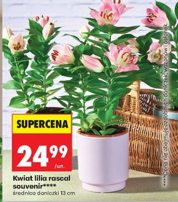 Kwiat lilia rascal souvenir promocja w Biedronka