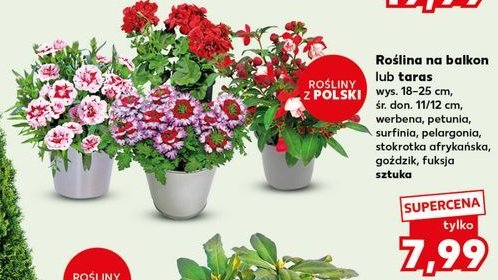 Pelargonia promocja w Kaufland