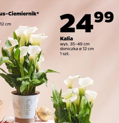 Kalia promocja w Netto