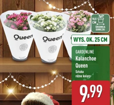 GARDENLINE Kalanchoe Queen promocja w Aldi
