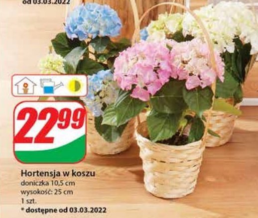 Hortensja w koszu 10.5 cm promocja