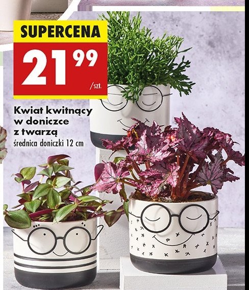 Kwiat kwitnący w doniczce z twarzą 12 cm promocja