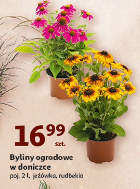Rudbekia 2 l promocja