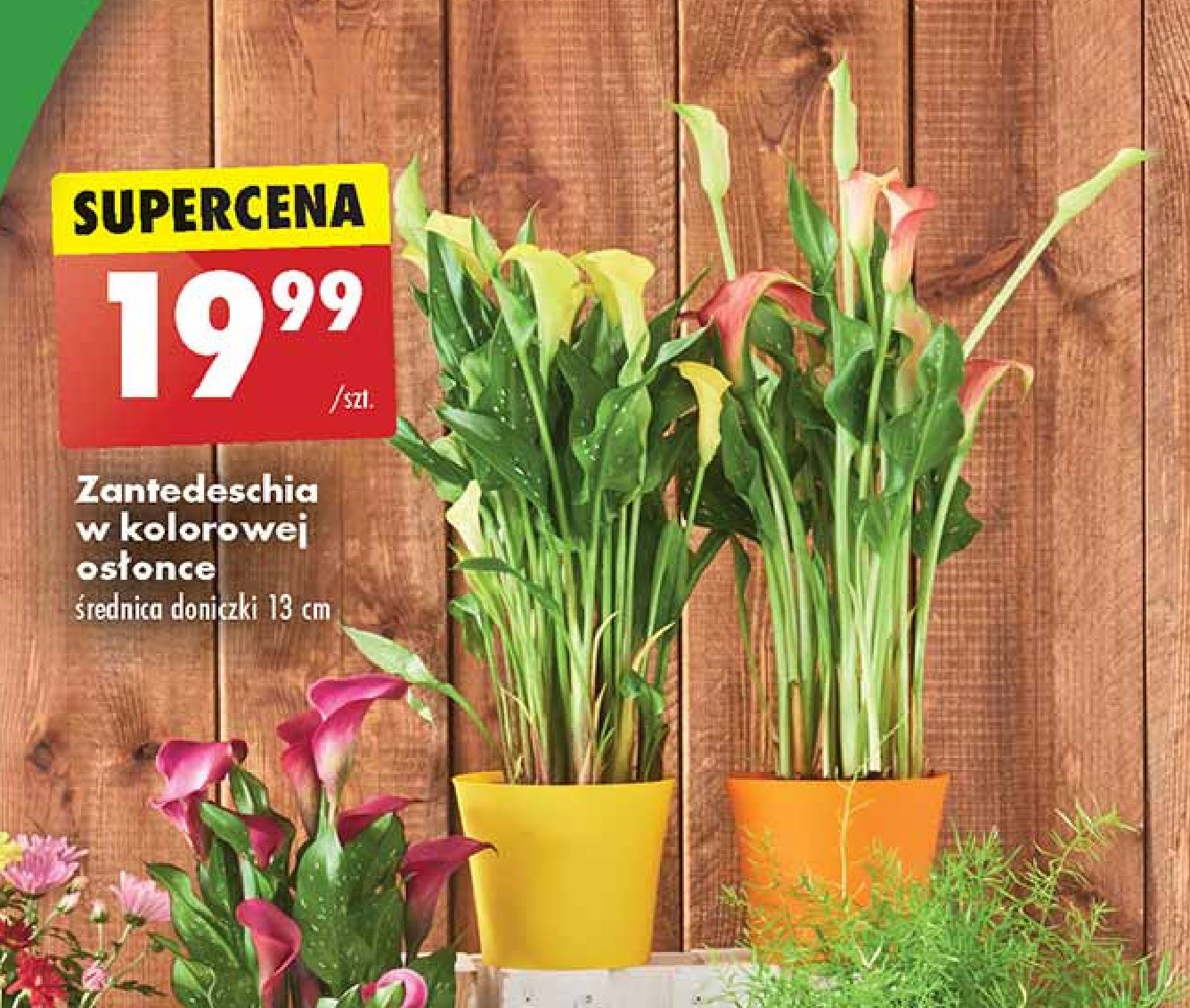 Zantedeschia promocja