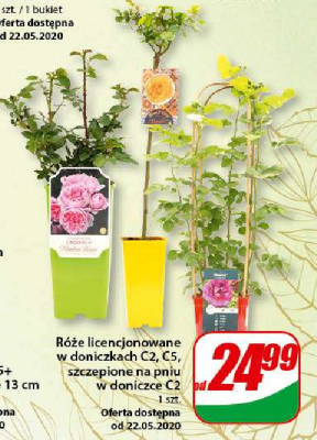 R贸偶a szczepiona na pniu c2 promocja