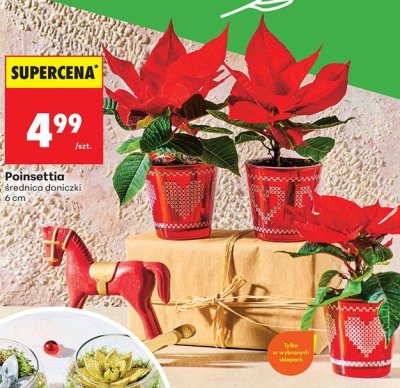 Poinsettia promocja w Biedronka