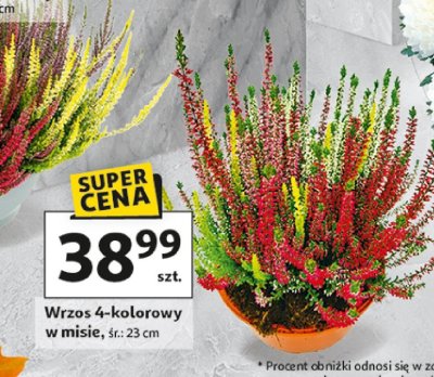 Wrzos 4-kolorowy w misie, śr. 23 cm promocja w Auchan